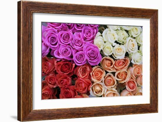 Coloured Rose Blossoms, Roses-Sweet Ink-Framed Photographic Print