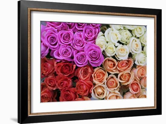 Coloured Rose Blossoms, Roses-Sweet Ink-Framed Photographic Print