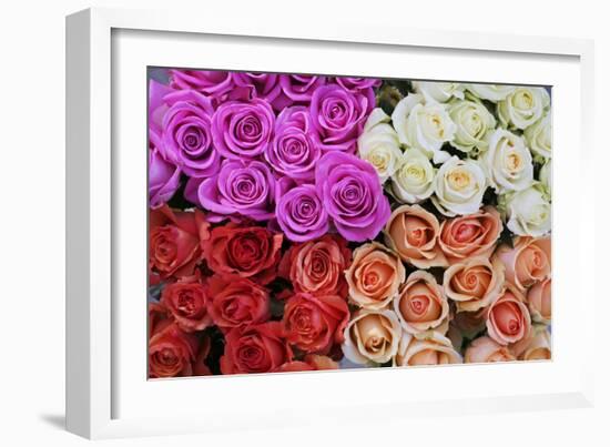 Coloured Rose Blossoms, Roses-Sweet Ink-Framed Photographic Print