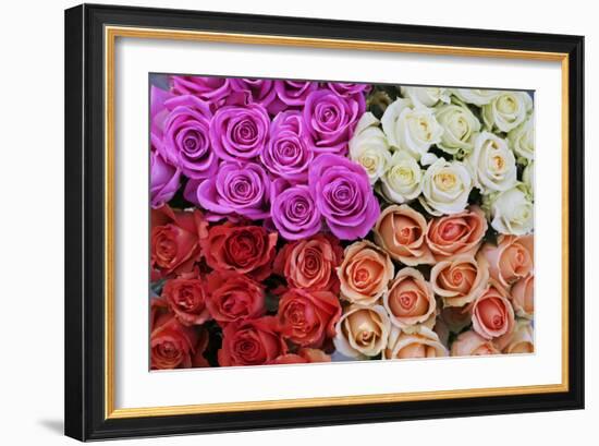 Coloured Rose Blossoms, Roses-Sweet Ink-Framed Photographic Print