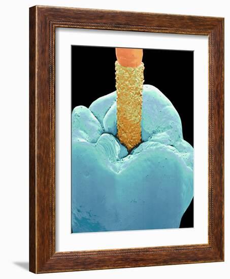 Coloured SEM of a Dental Drill Drilling Into Tooth-Volker Steger-Framed Photographic Print