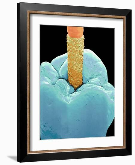 Coloured SEM of a Dental Drill Drilling Into Tooth-Volker Steger-Framed Photographic Print