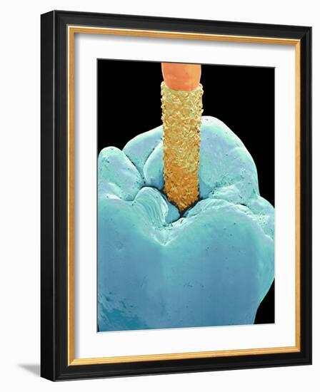 Coloured SEM of a Dental Drill Drilling Into Tooth-Volker Steger-Framed Photographic Print