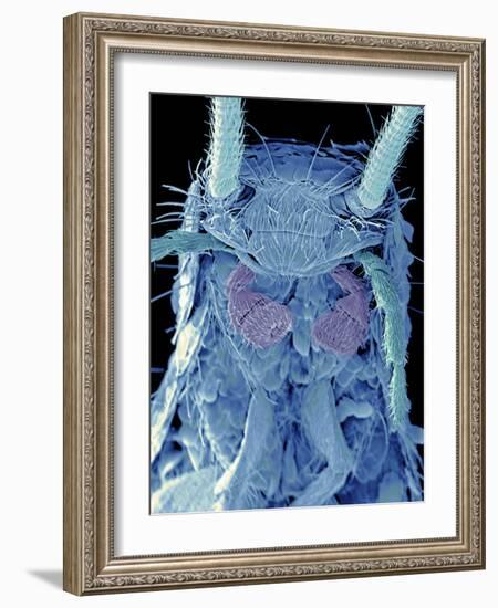 Coloured SEM of a Silverfish (order Thysanura)-Volker Steger-Framed Photographic Print