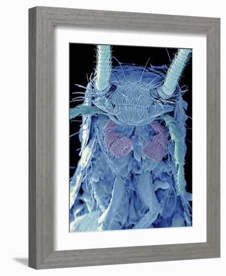 Coloured SEM of a Silverfish (order Thysanura)-Volker Steger-Framed Photographic Print