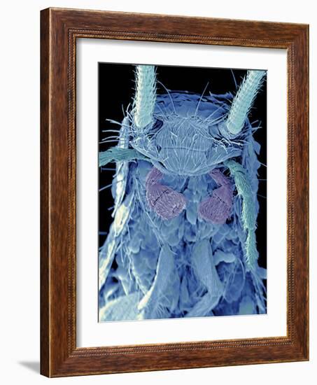 Coloured SEM of a Silverfish (order Thysanura)-Volker Steger-Framed Photographic Print