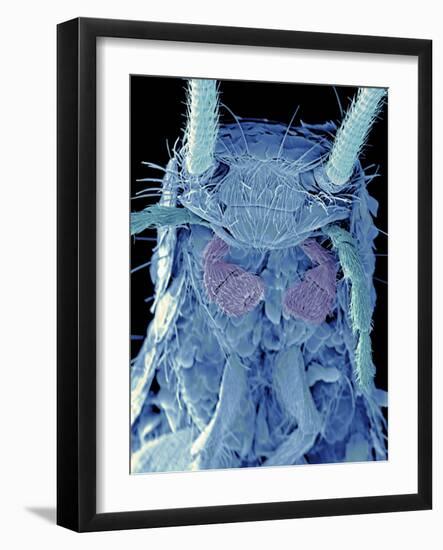 Coloured SEM of a Silverfish (order Thysanura)-Volker Steger-Framed Photographic Print