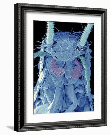 Coloured SEM of a Silverfish (order Thysanura)-Volker Steger-Framed Photographic Print