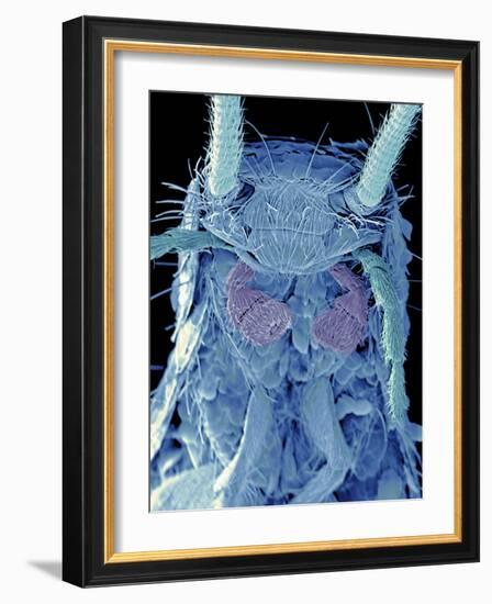 Coloured SEM of a Silverfish (order Thysanura)-Volker Steger-Framed Photographic Print