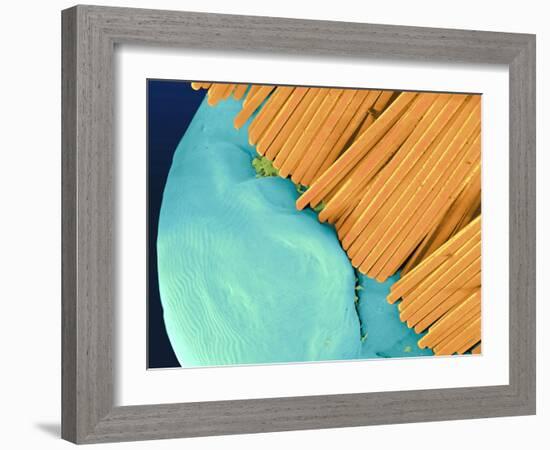 Coloured SEM of a Toothbrush Scrubbing a Tooth-Volker Steger-Framed Photographic Print