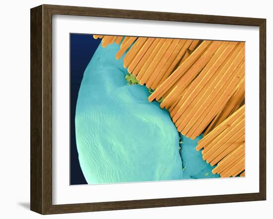 Coloured SEM of a Toothbrush Scrubbing a Tooth-Volker Steger-Framed Photographic Print