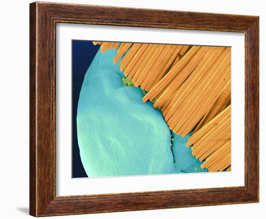 Coloured SEM of a Toothbrush Scrubbing a Tooth-Volker Steger-Framed Photographic Print