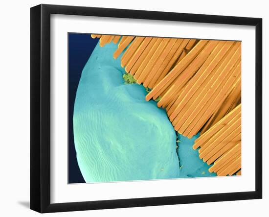 Coloured SEM of a Toothbrush Scrubbing a Tooth-Volker Steger-Framed Photographic Print