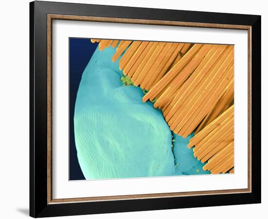 Coloured SEM of a Toothbrush Scrubbing a Tooth-Volker Steger-Framed Photographic Print