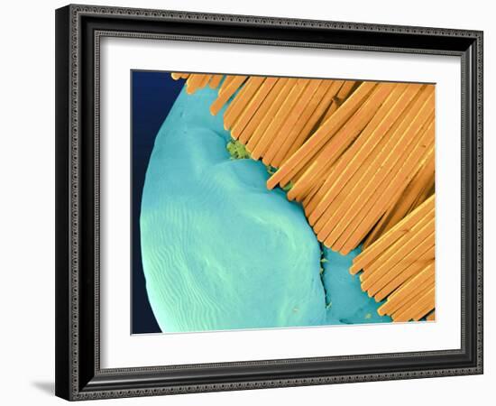 Coloured SEM of a Toothbrush Scrubbing a Tooth-Volker Steger-Framed Photographic Print