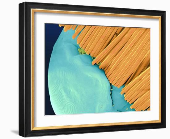 Coloured SEM of a Toothbrush Scrubbing a Tooth-Volker Steger-Framed Photographic Print