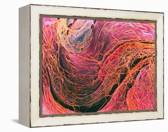 Coloured SEM of Collagen Connective Tissue Fibres-Steve Gschmeissner-Framed Premier Image Canvas