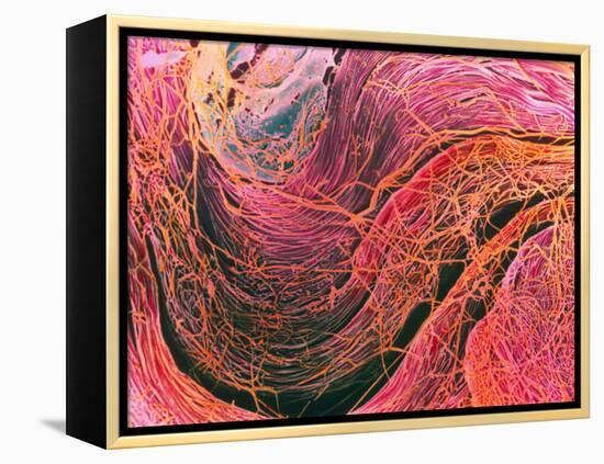 Coloured SEM of Collagen Connective Tissue Fibres-Steve Gschmeissner-Framed Premier Image Canvas