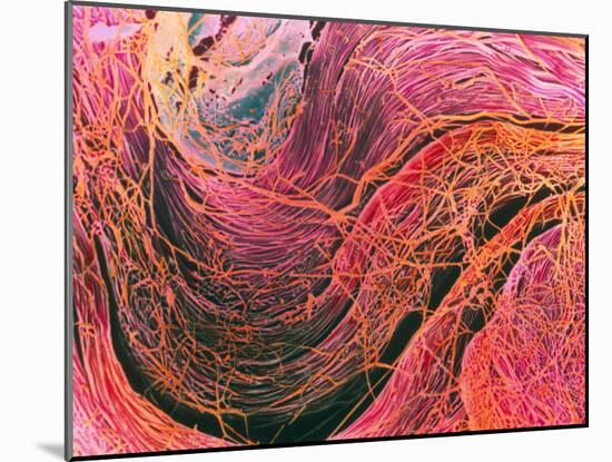 Coloured SEM of Collagen Connective Tissue Fibres-Steve Gschmeissner-Mounted Photographic Print