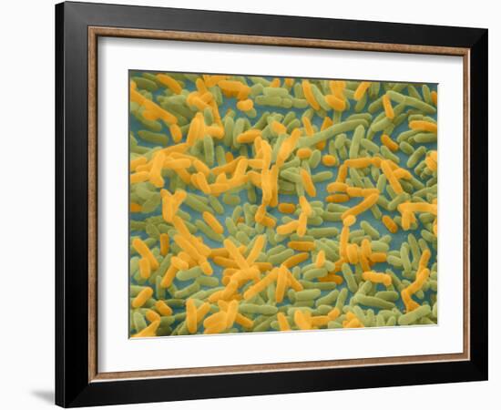 Coloured SEM of Escherichia Coli Bacteria-NIBSC-Framed Photographic Print