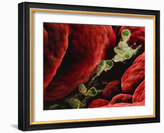 Coloured SEM of Giardia Lamblia In Human Intestine-P.m. Motta-Framed Photographic Print