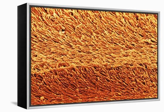 Coloured SEM of Rod Cells In the Retina of the Eye-Steve Gschmeissner-Framed Premier Image Canvas