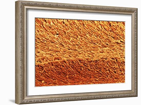 Coloured SEM of Rod Cells In the Retina of the Eye-Steve Gschmeissner-Framed Photographic Print