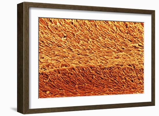 Coloured SEM of Rod Cells In the Retina of the Eye-Steve Gschmeissner-Framed Photographic Print