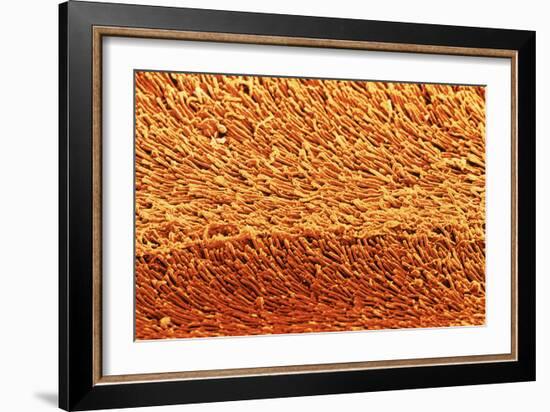 Coloured SEM of Rod Cells In the Retina of the Eye-Steve Gschmeissner-Framed Photographic Print