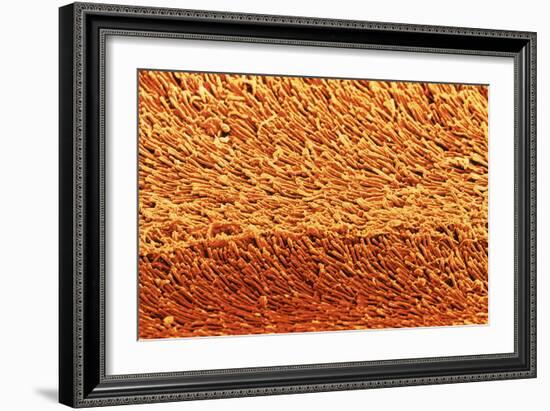 Coloured SEM of Rod Cells In the Retina of the Eye-Steve Gschmeissner-Framed Photographic Print