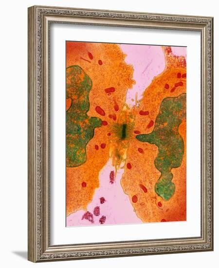 Coloured TEM of a Cancer Cell Dividing By-Steve Gschmeissner-Framed Photographic Print