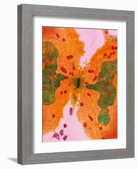 Coloured TEM of a Cancer Cell Dividing By-Steve Gschmeissner-Framed Photographic Print