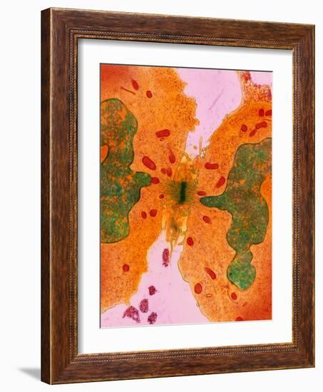 Coloured TEM of a Cancer Cell Dividing By-Steve Gschmeissner-Framed Photographic Print