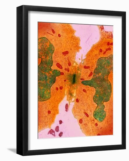 Coloured TEM of a Cancer Cell Dividing By-Steve Gschmeissner-Framed Photographic Print