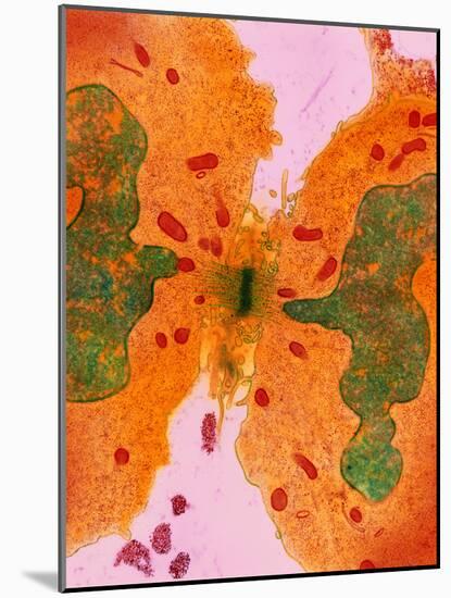 Coloured TEM of a Cancer Cell Dividing By-Steve Gschmeissner-Mounted Photographic Print