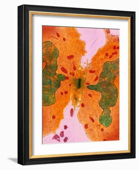 Coloured TEM of a Cancer Cell Dividing By-Steve Gschmeissner-Framed Photographic Print