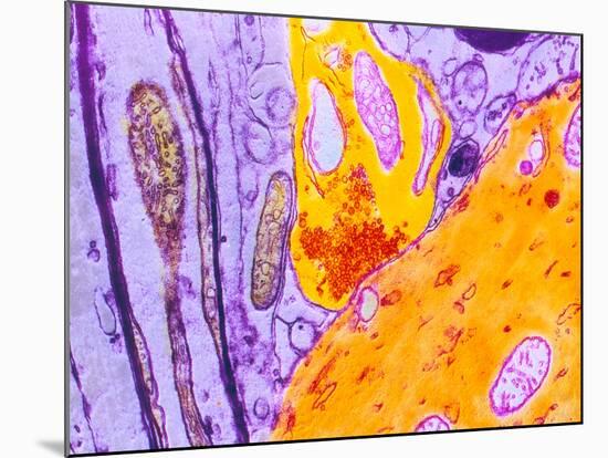 Coloured TEM of a Nerve Synapse-S. Cinti-Mounted Photographic Print