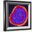 Coloured TEM of a Rubella (German Measles) Virus-PASIEKA-Framed Premium Photographic Print