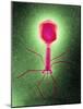 Coloured TEM of a T4 Bacteriophage Virus-null-Mounted Photographic Print