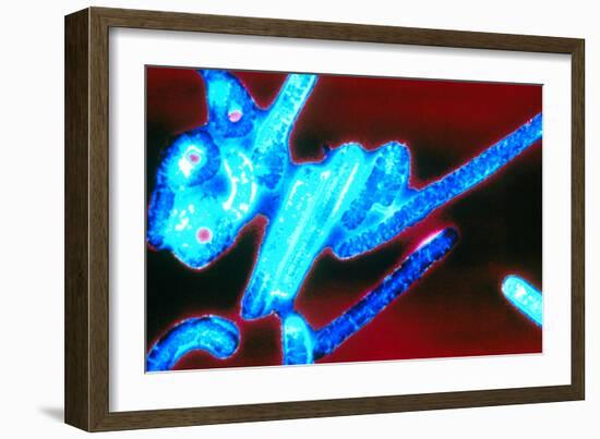 Coloured TEM of Ebola Viruses-Volker Steger-Framed Photographic Print