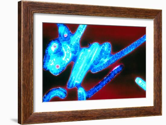 Coloured TEM of Ebola Viruses-Volker Steger-Framed Photographic Print