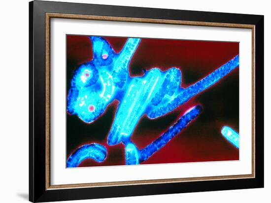 Coloured TEM of Ebola Viruses-Volker Steger-Framed Photographic Print