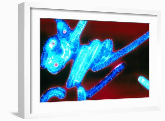 Coloured TEM of Ebola Viruses-Volker Steger-Framed Photographic Print