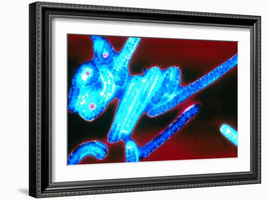 Coloured TEM of Ebola Viruses-Volker Steger-Framed Photographic Print