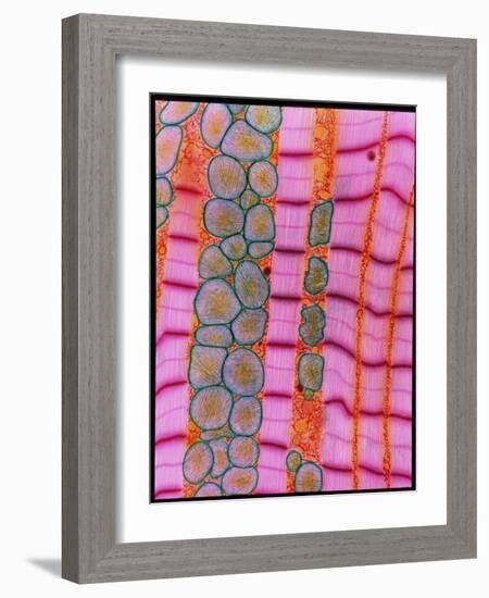 Coloured TEM of Healthy Heart (cardiac) Muscle-Steve Gschmeissner-Framed Photographic Print