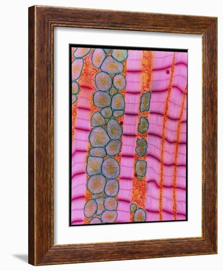 Coloured TEM of Healthy Heart (cardiac) Muscle-Steve Gschmeissner-Framed Photographic Print