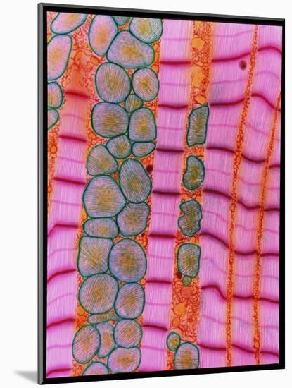 Coloured TEM of Healthy Heart (cardiac) Muscle-Steve Gschmeissner-Mounted Photographic Print