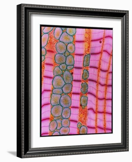 Coloured TEM of Healthy Heart (cardiac) Muscle-Steve Gschmeissner-Framed Photographic Print