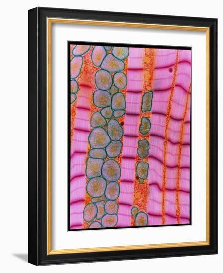 Coloured TEM of Healthy Heart (cardiac) Muscle-Steve Gschmeissner-Framed Photographic Print