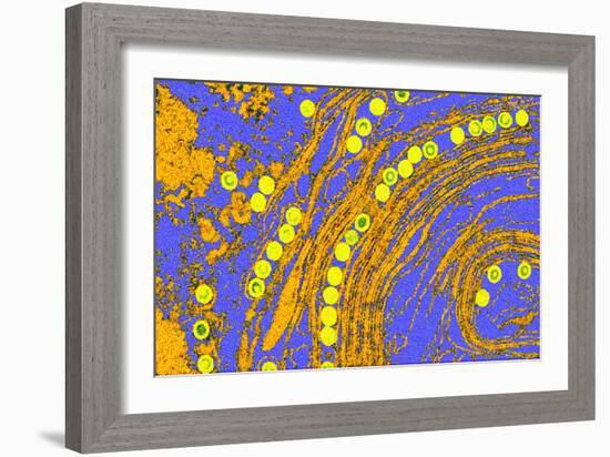 Coloured TEM of Herpes Simplex Viruses Inside Cell-Dr. Linda Stannard-Framed Photographic Print